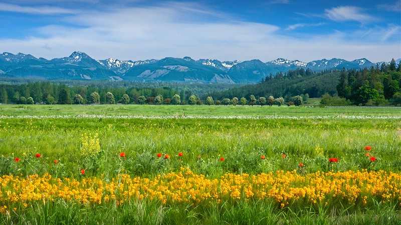 Flower farm in the Snoqualmie Valley in King County near Redmond, Washington.