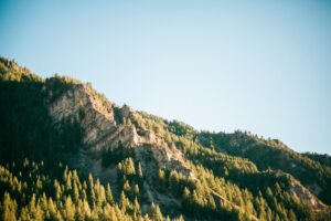 green pine trees and brown mountain