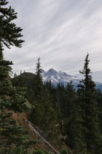 green pine trees near snow covered mountain