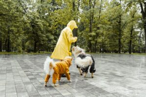 woman in yellow dress walking with white and black dogs on gray concrete pavement