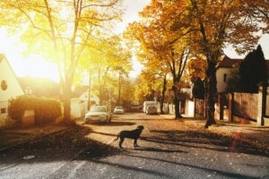 Photo of the suburbs to display Naperville as a city to raise a family