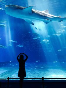Explore The Best Beach Towns In Texas 2 Aquarium