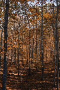 Best Mountain Towns For Retirement 8 Asheville NC
