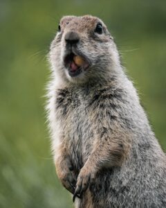 Best Towns for Groundhog’s Day in the United States 3 Groundhog