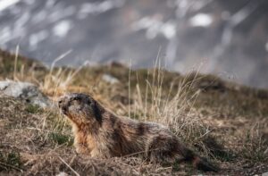 Best Towns for Groundhog’s Day in the United States 2 Groundhog tree