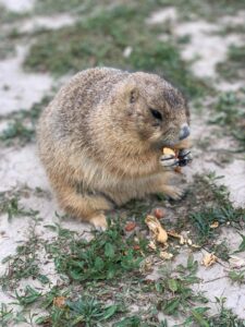 Best Towns for Groundhog’s Day in the United States 5 Groundhogs day