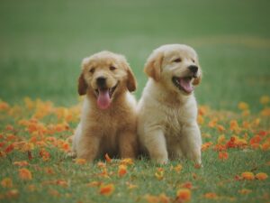 The Ultimate Checklist: List of Things to Do When Moving Into a New Apartment 6 Pets