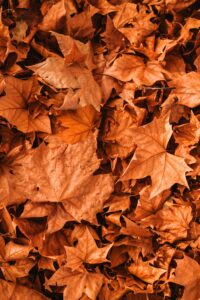 Best Towns for Thanksgiving in the United States 5 Thanksgiving cities